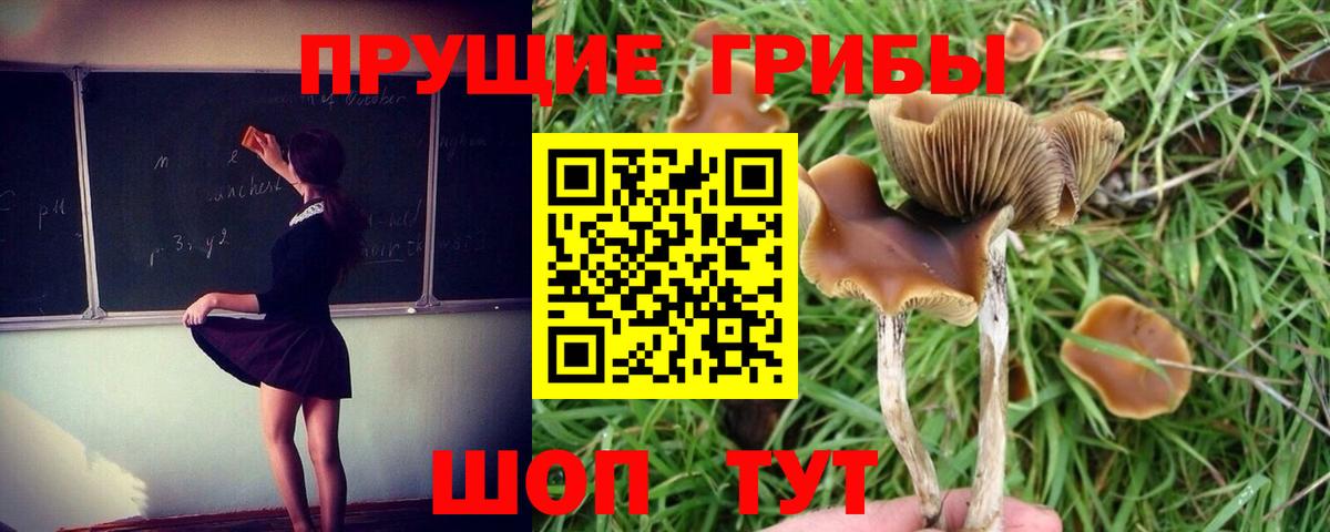 Черкесск  хочу наркоту  Псилоцибиновые грибы ЛСД  Вход с VPN  Галлюциногенные грибы MAGIC MUSHROOMS 